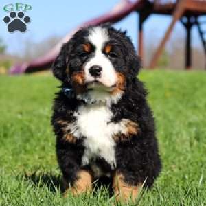 Crooked Jim, Bernese Mountain Dog Puppy